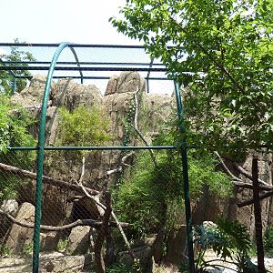 Clouded Leopard Exhibit