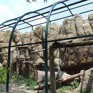 Leopard Exhibit