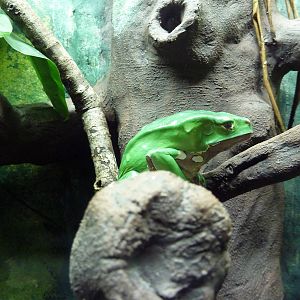 Reptile House - Giant Waxy Monkey Tree Frog