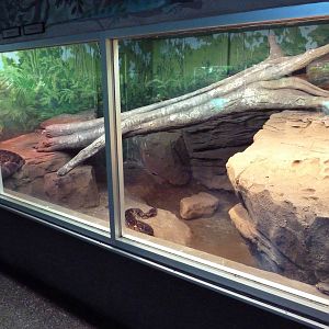 Reptile House - Burmese + Reticulated Python Exhibit