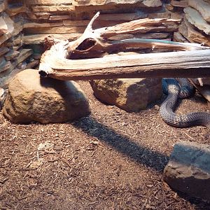 Reptile House - Snouted Cobra Exhibit