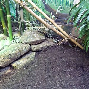 Reptile House - King Cobra Exhibit