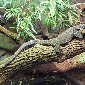 Reptile House - Lace Monitor