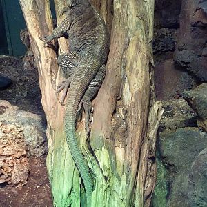 Reptile House - Anegada Island Iguana