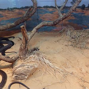 Reptile House - Black Mamba Exhibit