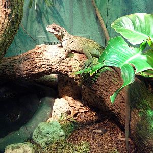 Reptile House - Malayan Sail-Finned Lizard