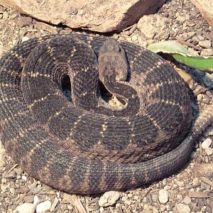 Reptile House - Arizona Black Rattlesnake