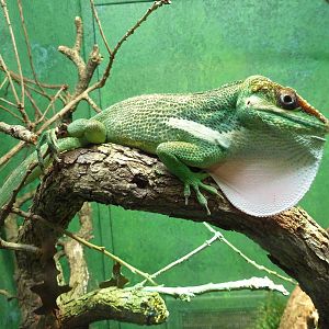 Reptile House - Cuban Knight Anole