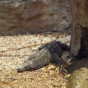Reptile House - Crocodile Monitor
