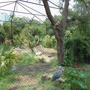 Shoebill Stork Aviary
