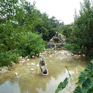 Chilean Flamingo Exhibit