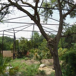 Shoebill Stork Aviary