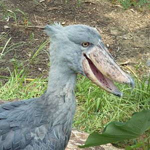 Shoebill Stork
