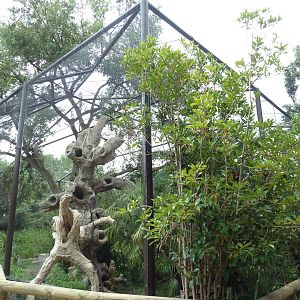 Shoebill Stork Aviary