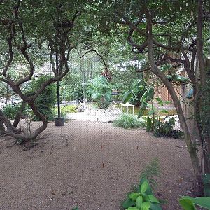 Mixed-Species Aviary