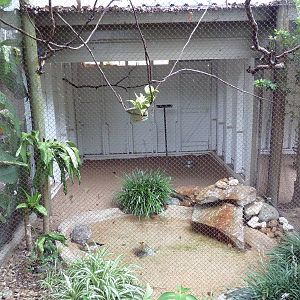Ringed Teal/Beechey's Jay Exhibit