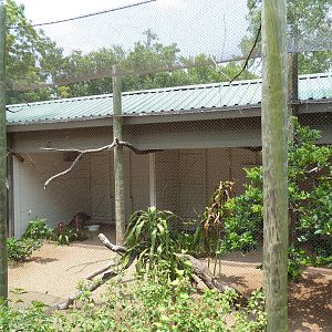 Yellow-Knobbed Curassow/Bali Mynah Exhibit