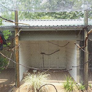Pesquet's Parrot Exhibit