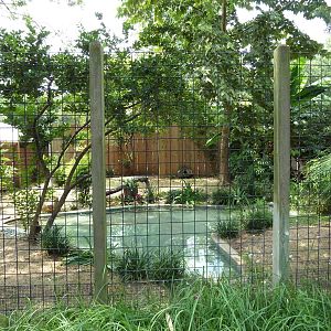 Trumpeter Swan Exhibit