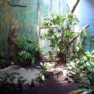 Tropical Bird House - Blue Breasted Kingfisher Exhibit
