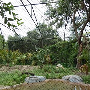 Shoebill Stork Exhibit