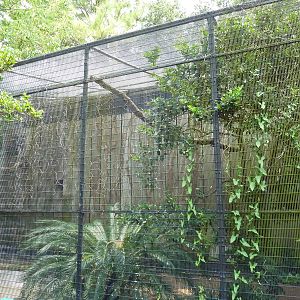 Fischer Bird Garden - King Vulture Exhibit