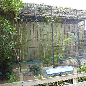 Fischer Bird Garden - Bald Ibis/Piping Hornbill Exhibit