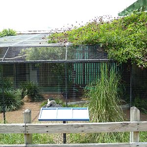 Fischer Bird Garden - White-Necked Raven Exhibit