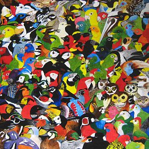 173 Birds