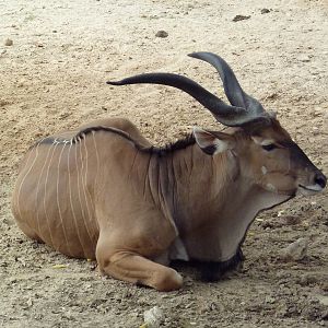 Giant Eland