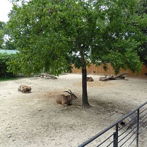 Giant Eland Exhibit