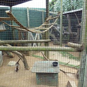 Children's Zoo - Coati Exhibit