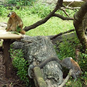 World Of Primates - Red-Fronted Lemur + Crowned Lemur