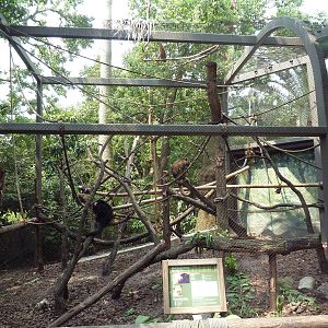 World Of Primates - Black Howler Monkey Exhibit