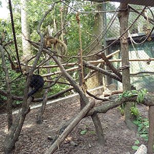 World Of Primates - Black Howler Monkey Exhibit