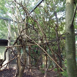 World Of Primates - Pied Tamarin Exhibit