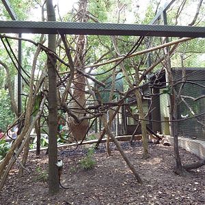 World Of Primates - Pied Tamarin Exhibit