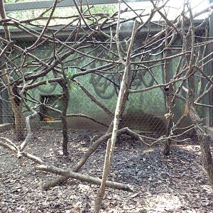 World Of Primates - Golden Lion Tamarin Exhibit