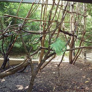 World Of Primates - Cotton Top Tamarin Exhibit
