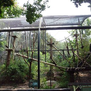 World Of Primates - Coquerel's Sifaka Exhibit