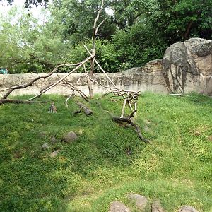 World Of Primates - Patas Monkey Exhibit