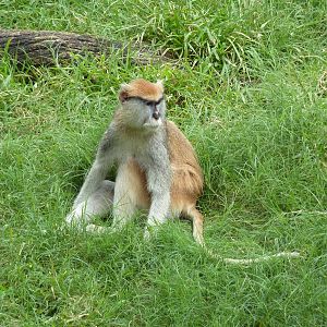 World Of Primates - Patas Monkey