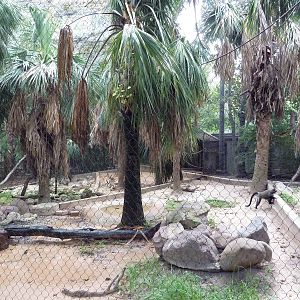 World Of Primates - DeBrazza Monkey/Mandrill Exhibit