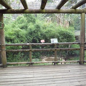 World Of Primates - Red-Capped Mangabey Exhibit