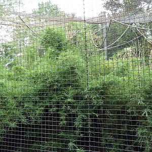 World Of Primates - Red-Capped Mangabey Exhibit