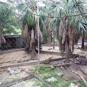 World Of Primates - DeBrazza Monkey/Mandrill Exhibit