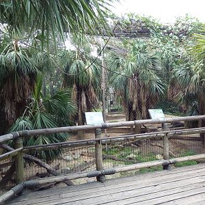 World Of Primates - DeBrazza Monkey/Mandrill Exhibit