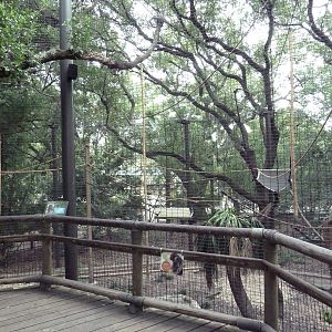 World Of Primates - Red-Tailed Monkey/Allen's Swamp Monkey Exhibit