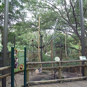 World Of Primates - Red-Tailed Monkey/Allen's Swamp Monkey Exhibit