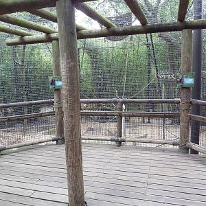 World Of Primates - Agile Gibbon/Siamang Exhibit